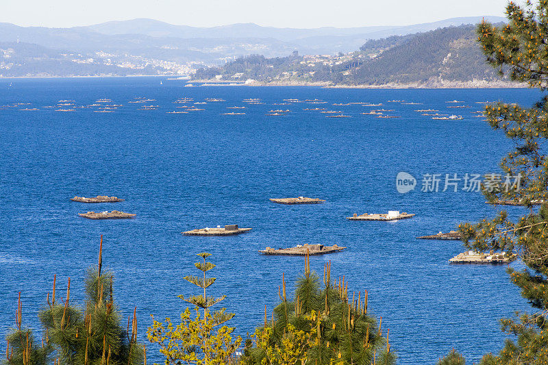 “Bateas”系在西班牙加利西亚rias Baixas Pontevedra省aldan附近。